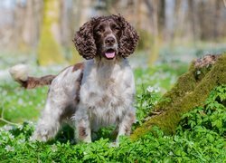 Springer spaniel angielski obok omszałego pnia