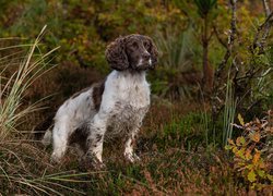 Springer spaniel angielski pośród jesiennej roślinności