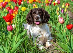 Springer spaniel angielski pośród tulipanów