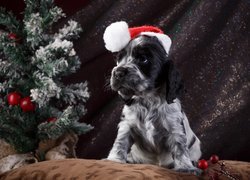 Pies, Szczeniak, Springer spaniel angielski, Czapka, Mikołaja, Choinka