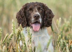 Pies, Springer spaniel angielski, Zboże, Kłosy, Rozmycie