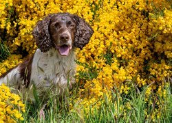 Pies, Springer spaniel angielski, Żółte, Kwiaty