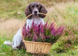 Pies, Springer spaniel angielski, Koszyk, Wrzosy