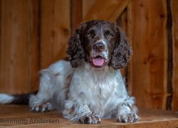 Pies, Springer spaniel angielski, Mordka, Jęzor