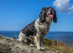 Springer spaniel angielski