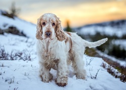 Cocker spaniel angielski