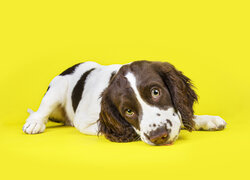 Leżący, Szczeniak, Springer spaniel walijski