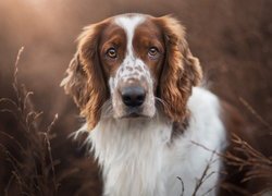 Springer spaniel walijski