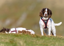 Springer spaniele angielskie