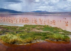 Stado flamingów na jeziorze Colorada w Boliwii