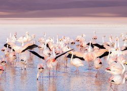 Stado flamingów w wodzie