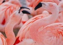 Stado flamingów