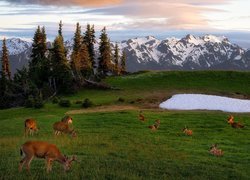 Stado jeleni i saren na polanie w Parku Narodowym Olympic