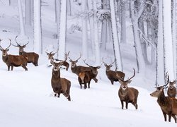 Stado jeleni na śniegu w lesie