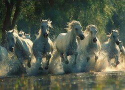 Konie, Rzeka, Galop