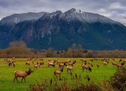 Stado łosi na polanie i góra Mount Si w tle