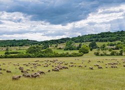 Owce, Łąka, Domy, Drzewa, Ongles, Prowansja, Francja