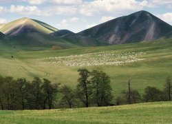 Stado owiec pasących się na łące pod górami