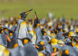 Stado pingwinów królewskich