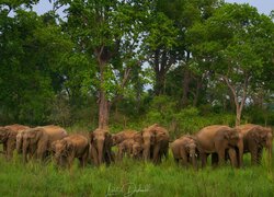 Stado słoni na trawie pod drzewami