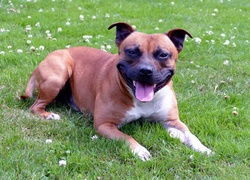 Staffordshire bull terrier na łące