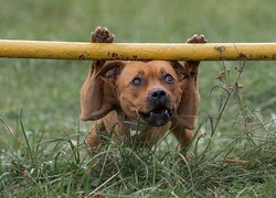 Pies, Staffordshire Bull terrier, Trawa