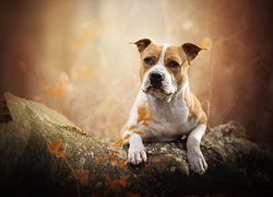 Pies, Staffordshire bull terrier, Kamień