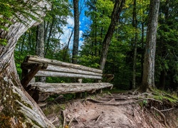 Stara zniszczona ławka w lesie