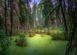 Staw pokryty rzęsą w lesie