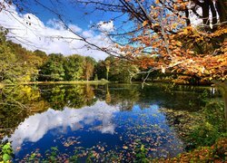 Park, Staw, Drzewa, Opadłe, Liście, Jesień