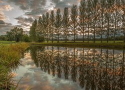 Staw w posiadłości Belsay Hall w hrabstwie Northumberland