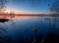 Staw, Mgła, Wschód słońca, Zarośla, Drzewa