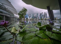 Singapur, Wieżowce, Budynki, Staw, Lilie wodne