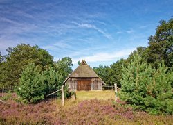 Stodoła pośród drzew na wrzosowisku