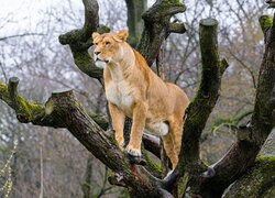 Stojąca lwica na drzewie