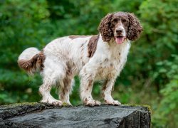 Stojący springer spaniel angielski