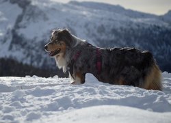 Owczarek australijski, Śnieg