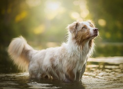 Pies, Border collie, Woda