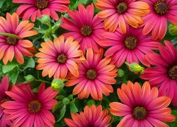 Kwiaty, Kolorowe, Osteospermum, Stokrotki afrykańskie