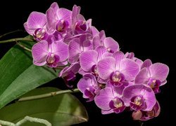 Kwiaty, Storczyki, Orchidea