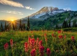 Stratowulkan Mount Rainier, Góry, Park Narodowy Mount Rainier, Drzewa, Łąka, Kwiaty, Promienie słońca, Stan Waszyngton, Stany Zjednoczone