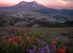 Stany Zjednoczone, Stan Waszyngton, Góry Kaskadowe, Stratowulkan, Mount St Helens, Łąka, Kwiaty