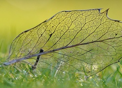 Struktura suchego liścia na trawie