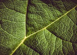 Struktura zielonego liścia