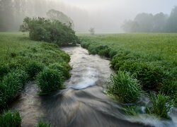 Strumień, Pole, Łąka, Trawa, Mgła