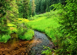 Stany Zjednoczone, Stan Oregon, Park Narodowy Jeziora Kraterowego, Szlak Annie Creek Canyon, Strumień, Rzeczka, Drzewa