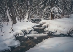 Kanada, Prowincja Alberta, Park Prowincjonalny Big Hill Springs, Las, Strumień, Zima, Śnieg, Drzewa, Rzeka