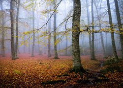 Jesień, Las, Drzewa, Liście, Strumyk, Mgła