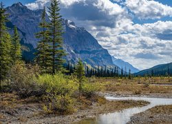 Góry Skaliste, Drzewa, Świerki, Strumyk, Park Narodowy Yoho, Kolumbia Brytyjska, Kanada