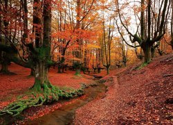 Strumyk płynący pomiędzy drzewami w Parku Narodowym Gorbea